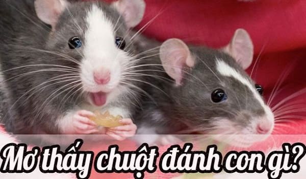 Nằm mơ thấy chuột